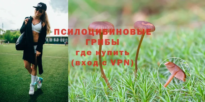 Псилоцибиновые грибы Psilocybe  Мамадыш 